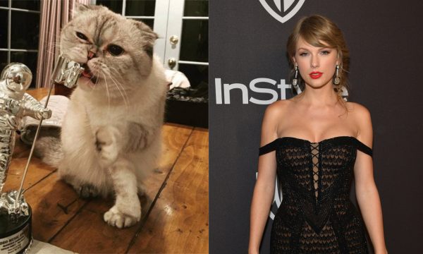 Olivia Benson, gata de Taylor Swift está no TOP 3 de animais mais ricos do mundo; veja lista