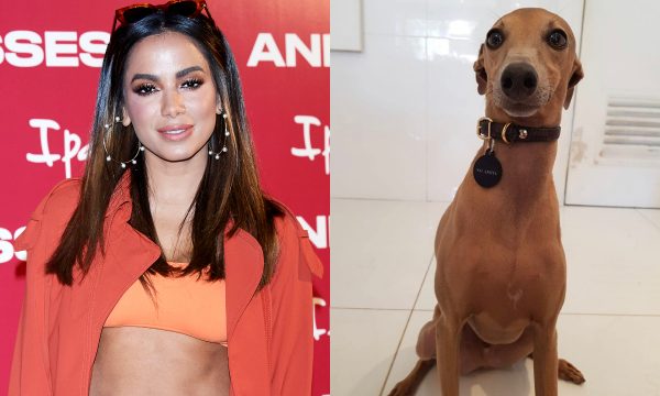Revoltante! Cachorro de Anitta, Plínio sofre ameaças de morte nas redes sociais; artistas se manifestam