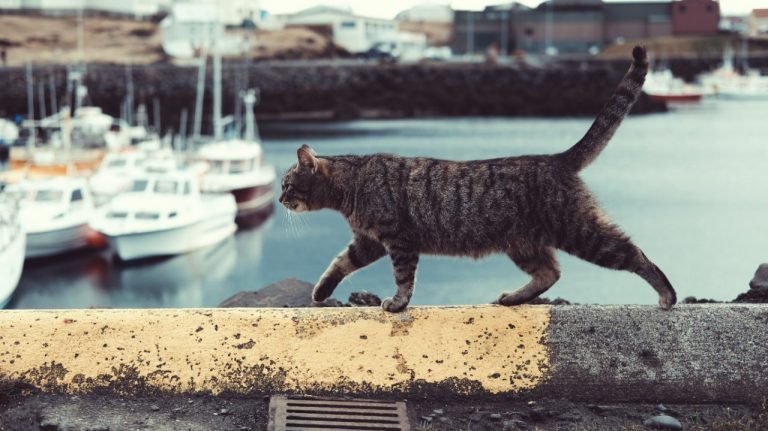 Gatos Sumiço