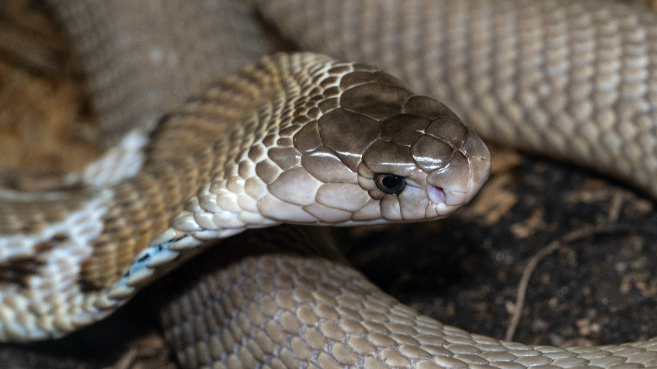 Mulher encontra 2ª cobra mais venenosa do mundo em sua cama na