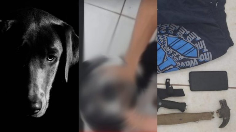 Cachorro Tortura Adolescente