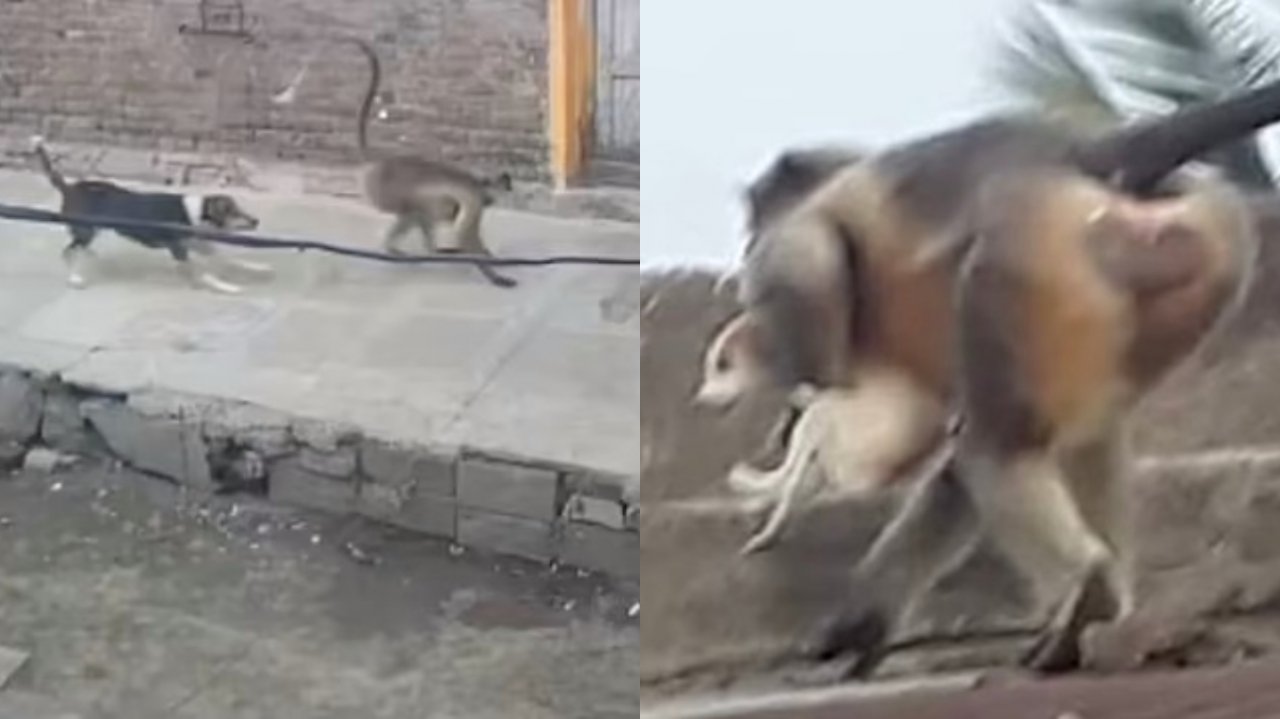 Macacos Cachorros India