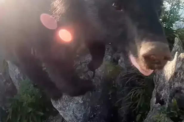 O urso atacou o montanhista de surpresa (Foto: Reprodução/Youtube)