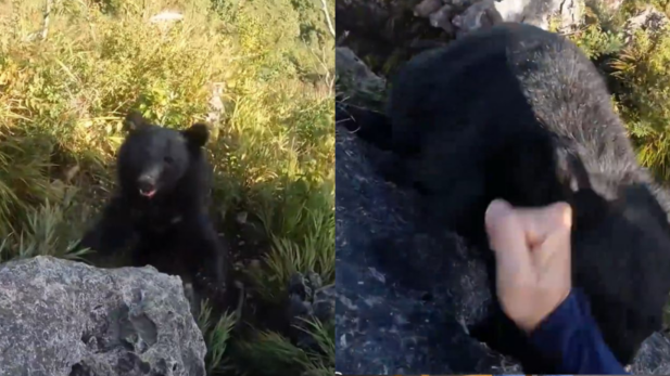 Ataque de urso a alpinista viraliza (Foto: Reprodução/Youtube)