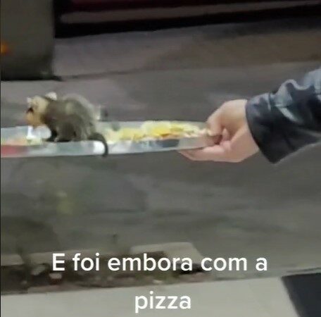 Gamba Tiktok3