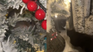 Arvore Natal Rato