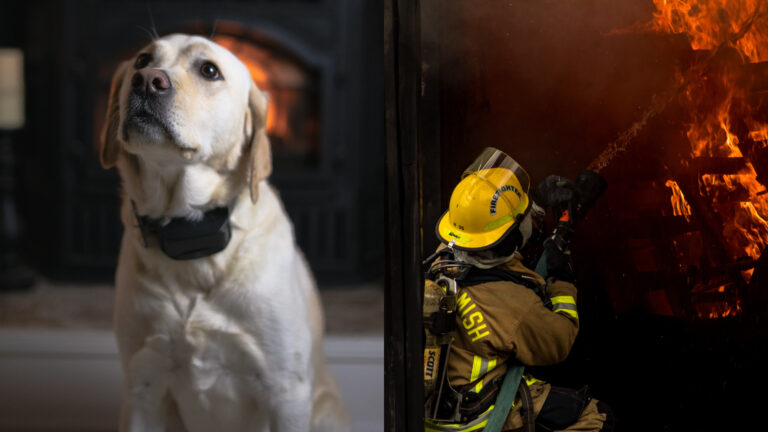 Cachorro Causa Incêndio