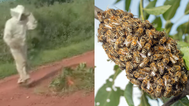 Máquina de pegar pelúcias é 'casa' de gato em posto de combustíveis em MS;  veja vídeo, Mato Grosso do Sul