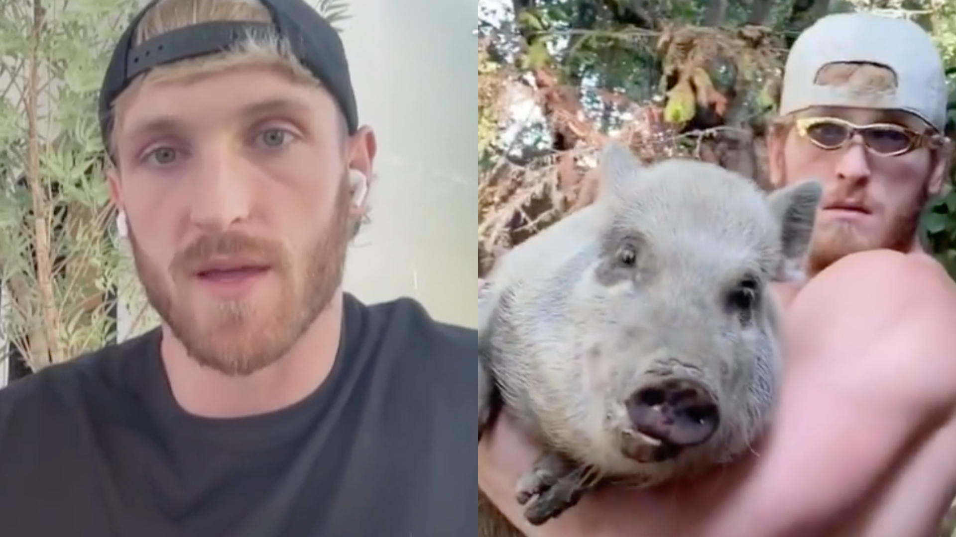 Santuário revela que encontrou porca de estimação de Logan Paul abandonada, e youtuber se manifesta; assista