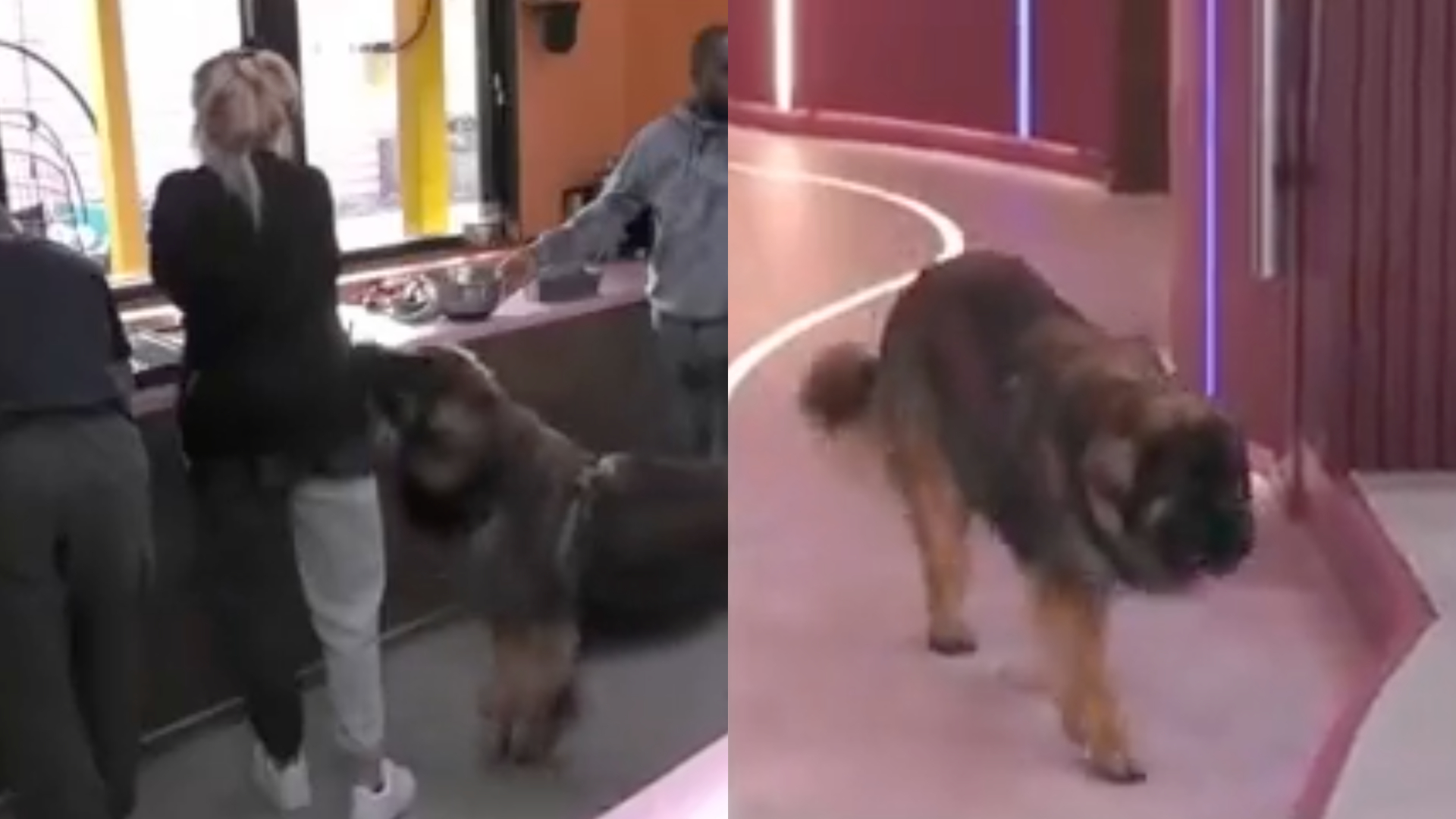 Dinâmica do “Big Brother” leva cachorro de confinada para a casa e participante cai no choro por não poder tocá-lo; assista