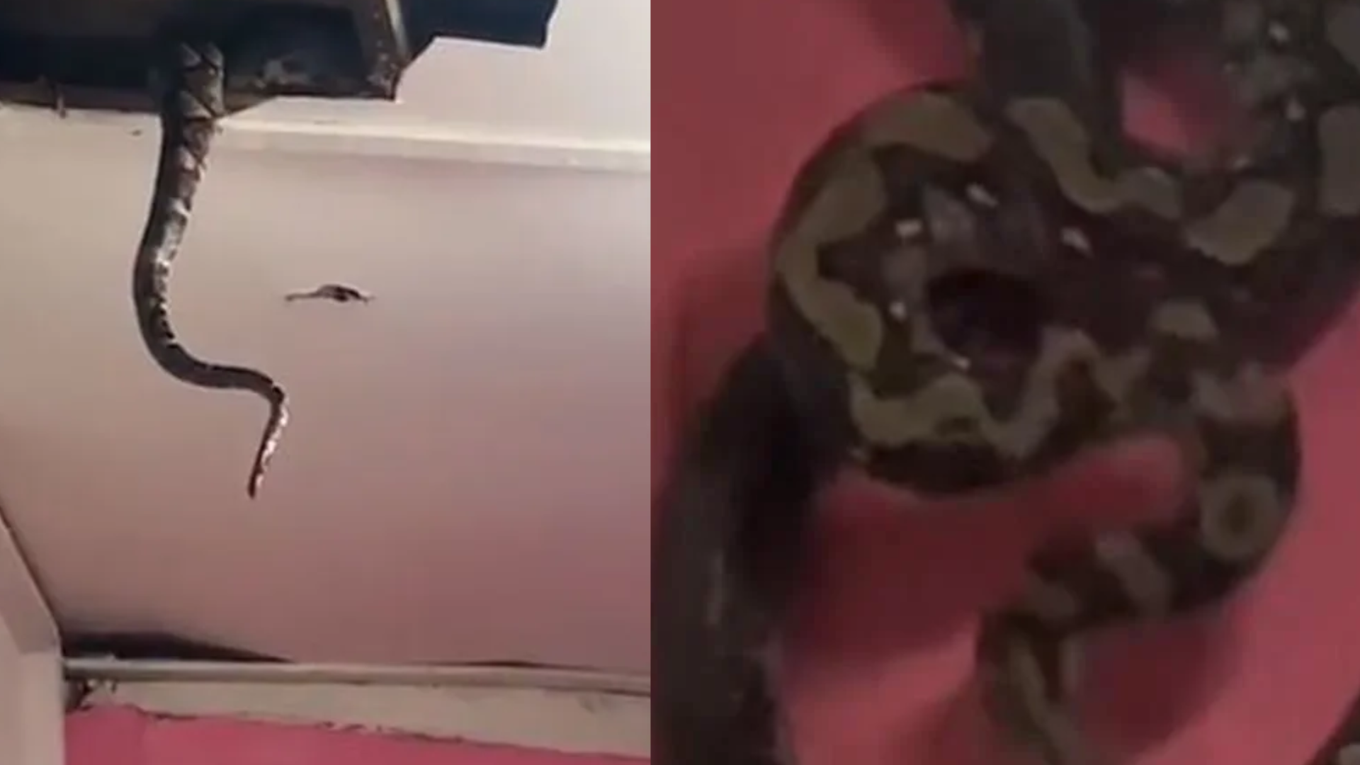 Cobras gigantes despencam do teto de casa na Malásia e vídeo impressionante viraliza; assista