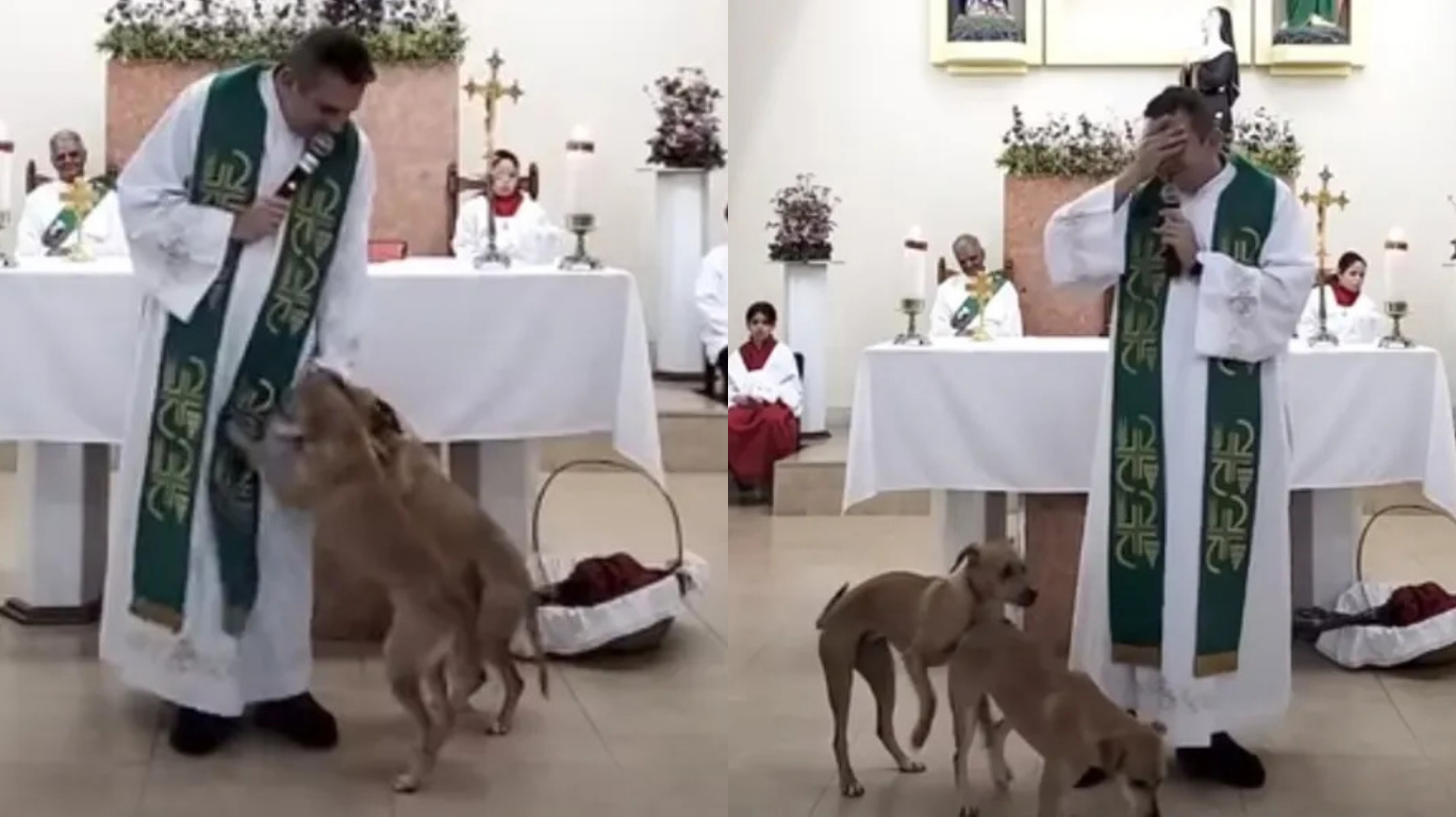 Cães invadem missa em MG, brincam com roupa de padre e causam ao tentar cruzar no altar; assista