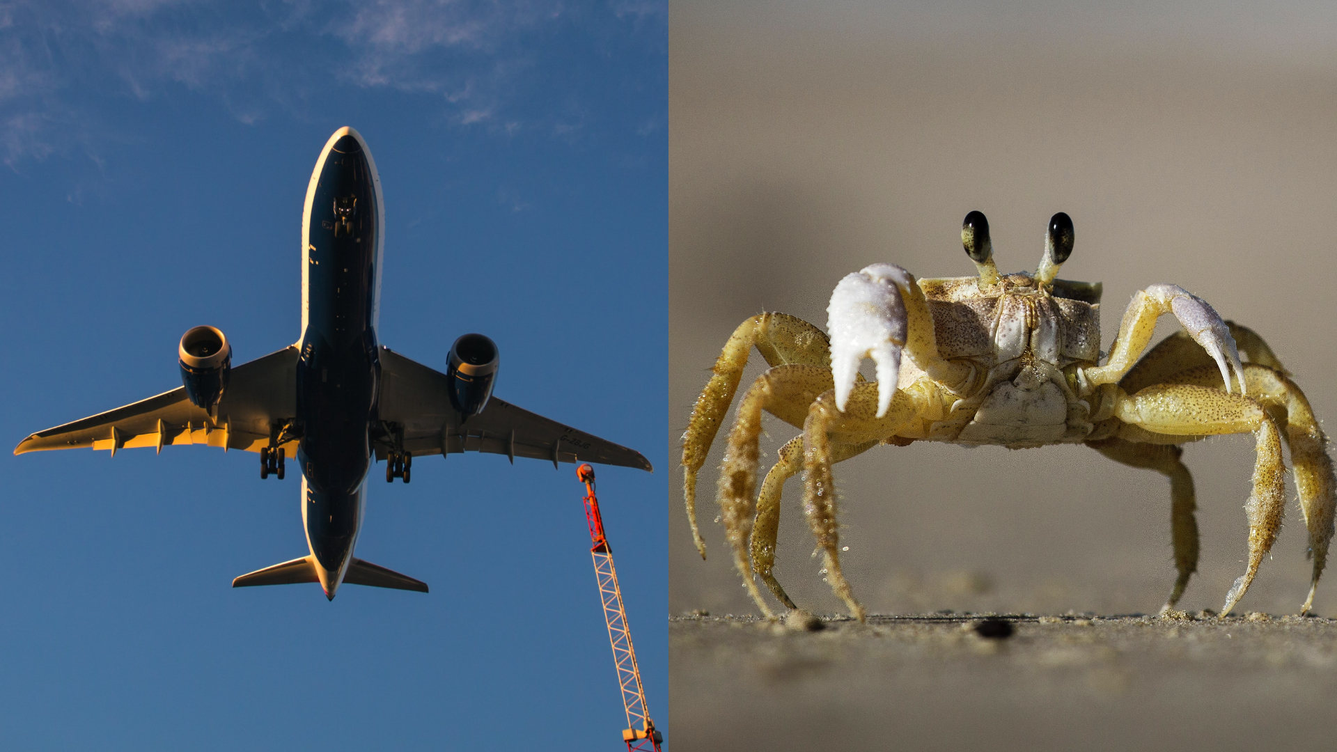 Avião arremete por causa de caranguejo no ES, e piloto se surpreende: “Acredite se quiser”; assista