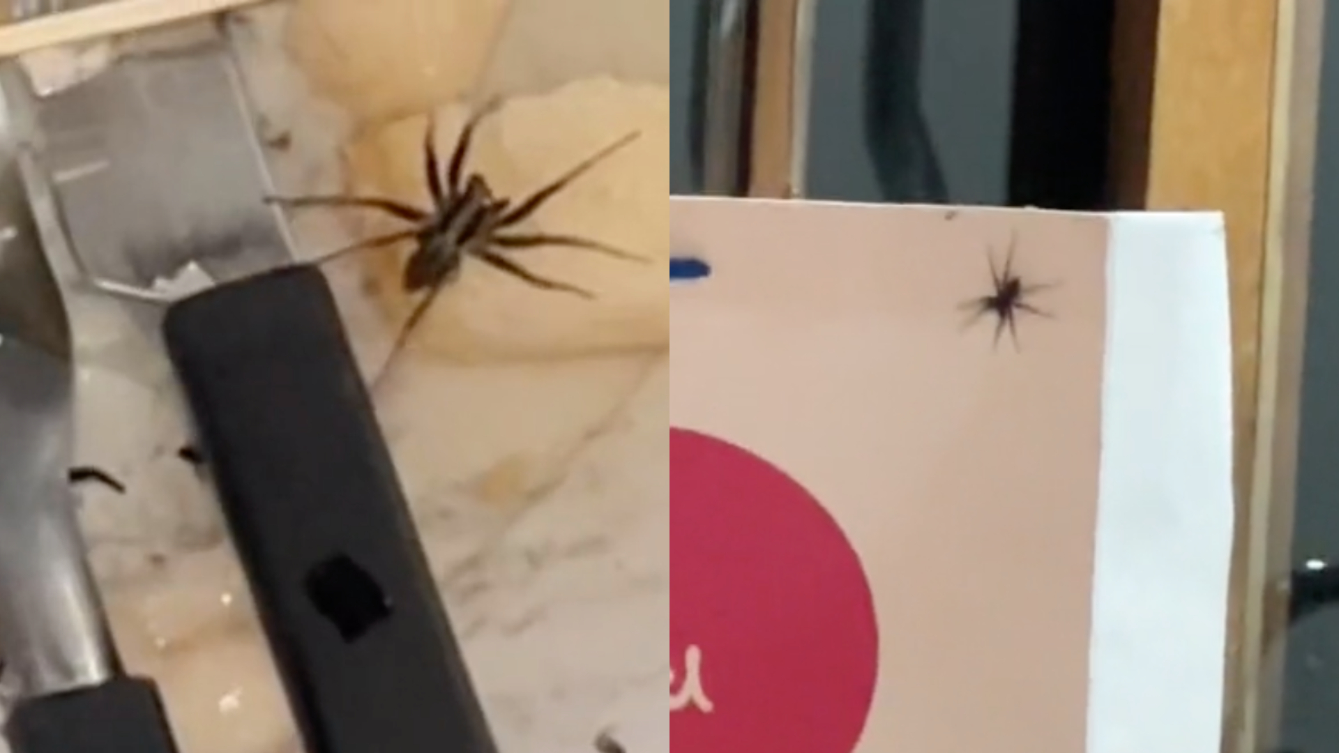 Casal viraliza ao ser surpreendido por infestação de aranhas em chalé no RJ: “Parecia um filme de terror”; assista