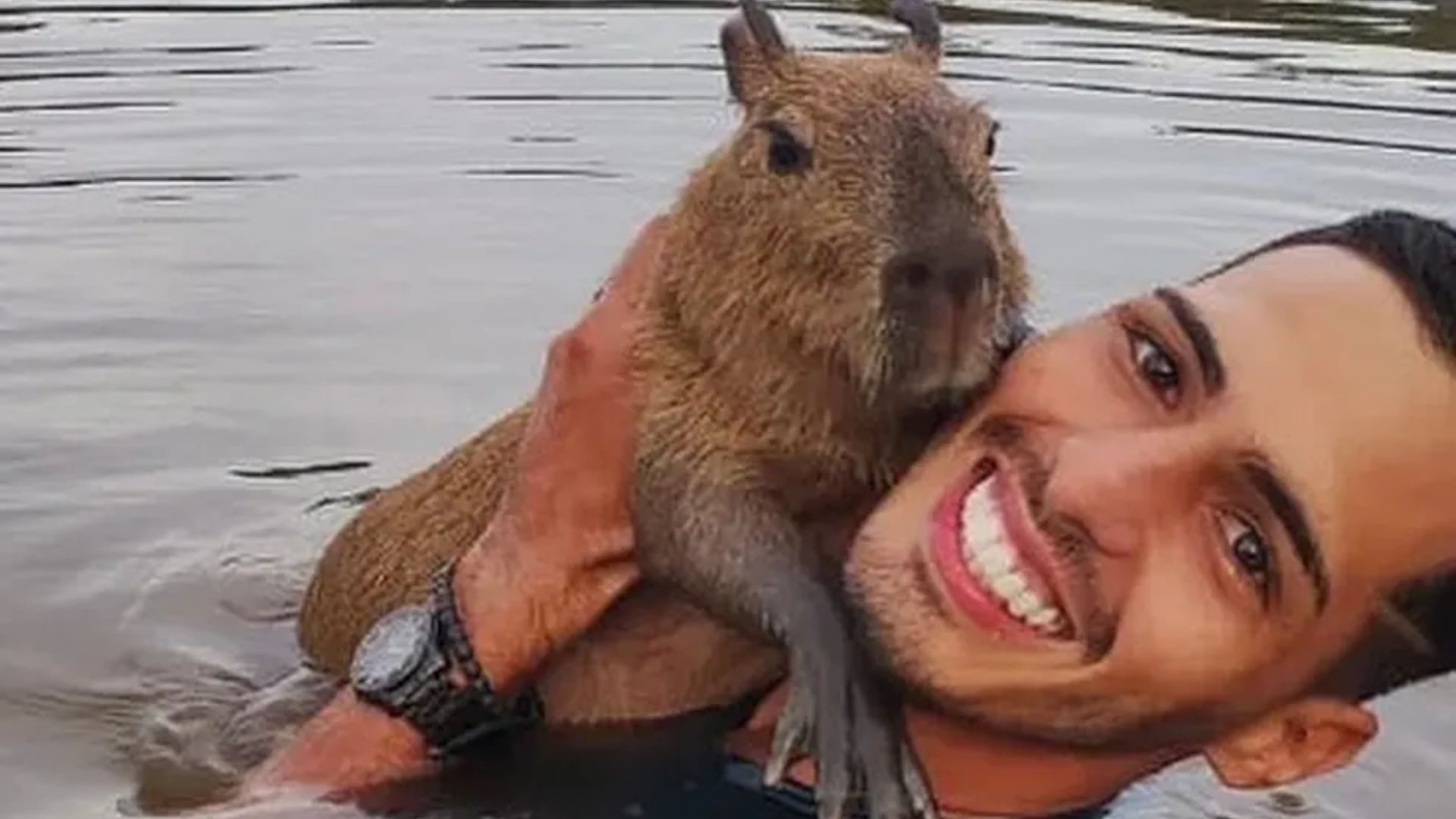 Dono da capivara 'Filó' não é 'ribeirinho' e explorou animal silvestre