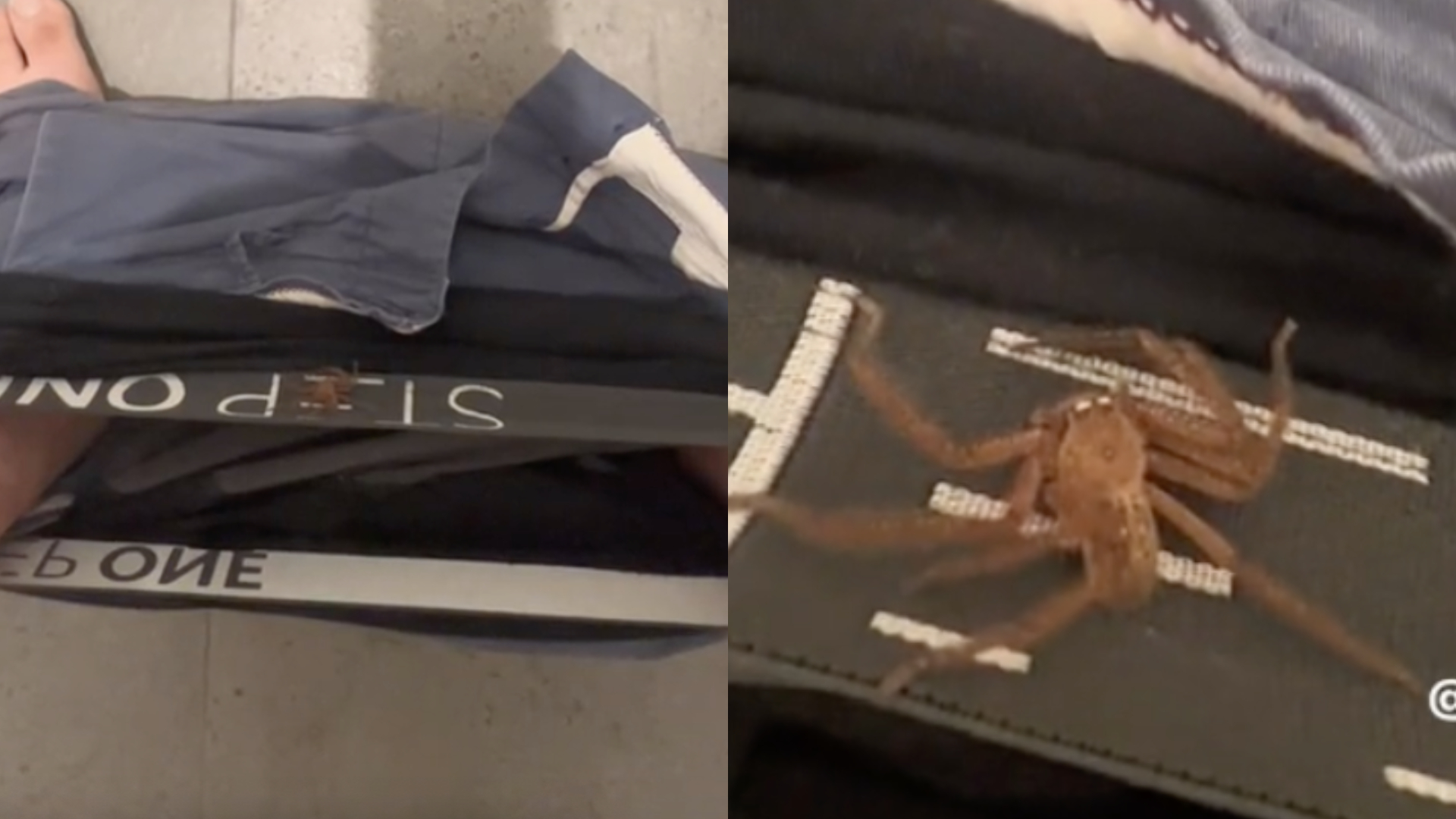Australiano viraliza ao descobrir que passou a noite com aranha dentro da cueca, e vídeo impressiona