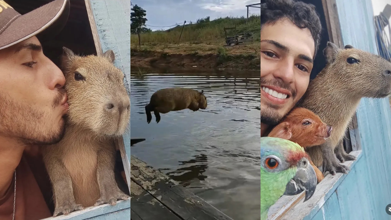 Ibama contradiz versão de deputado sobre desfecho de capivara Filó e mantém multa contra tiktoker; entenda