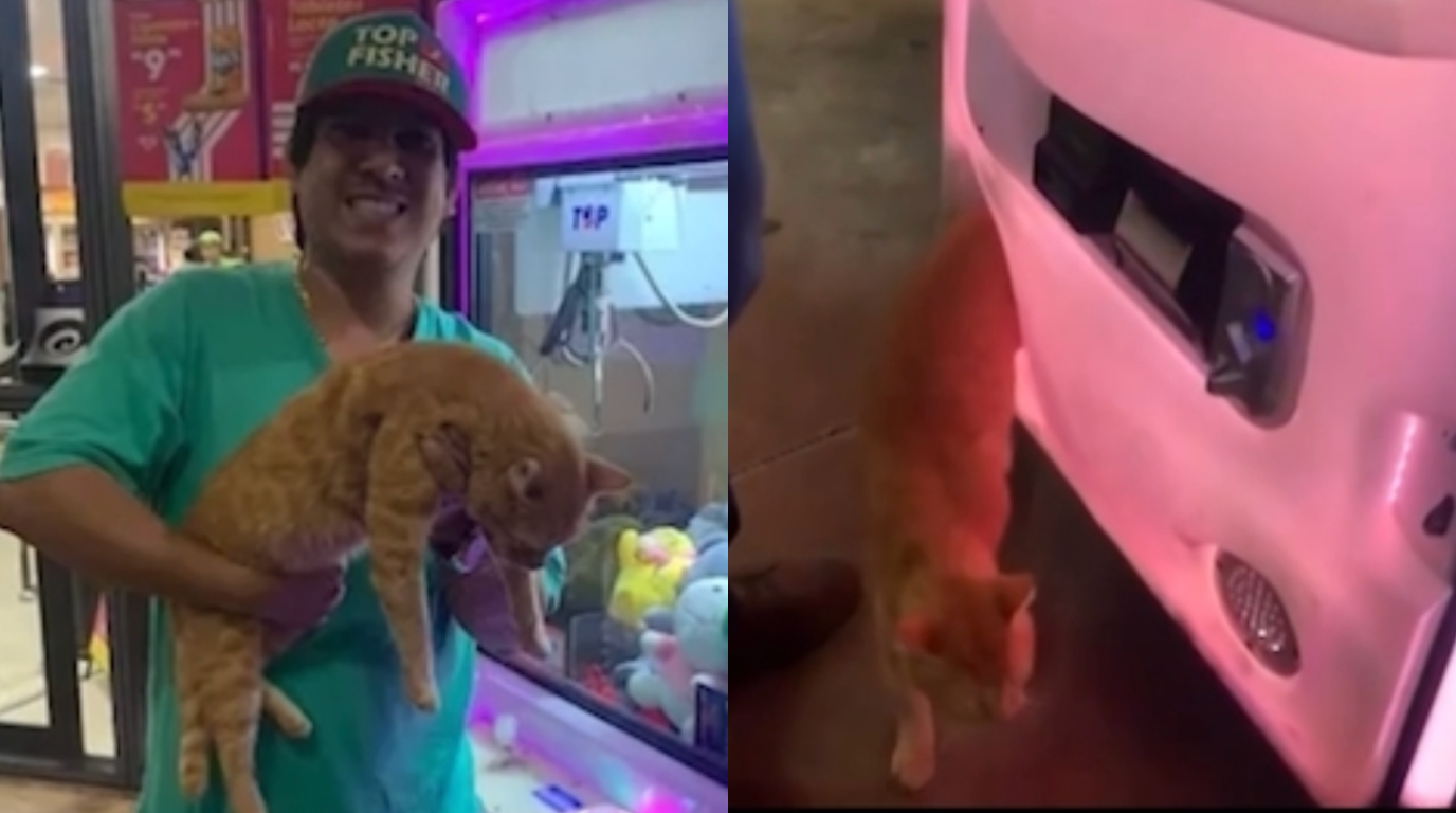 Empresário “pesca” gato de verdade em máquina de pelúcia no MS; assista