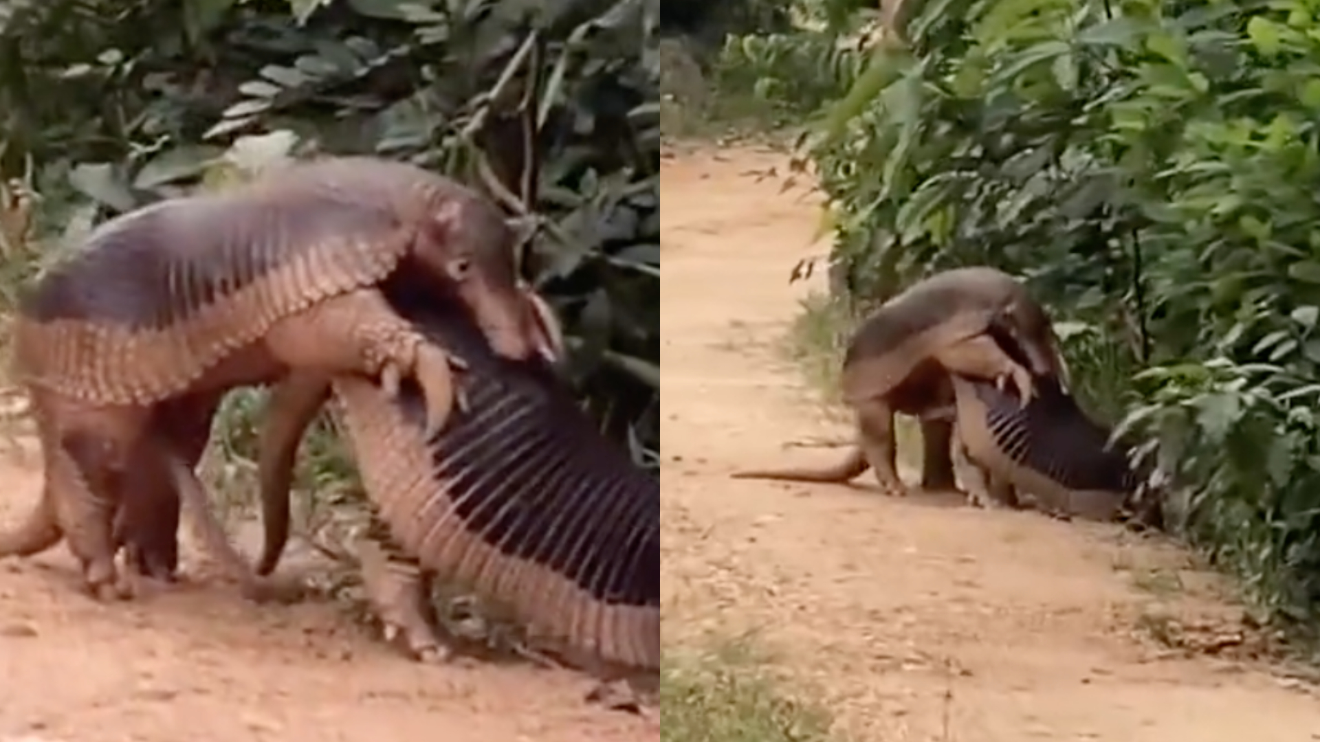 Una foto de un armadillo gigante apareándose se vuelve viral en Internet y los internautas se sorprenden con los detalles… Ver