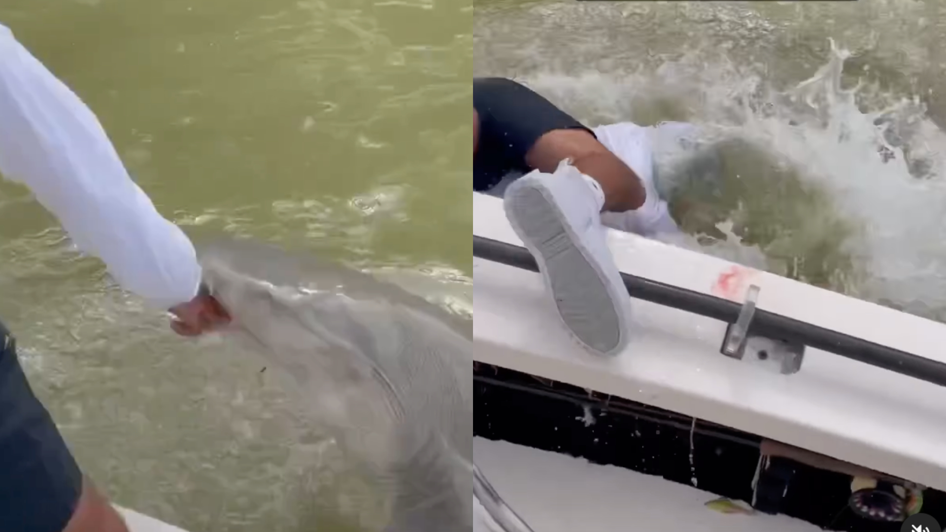 Pescador coloca mão na água e é surpreendido ao ser puxado para fora do barco por tubarão; assista