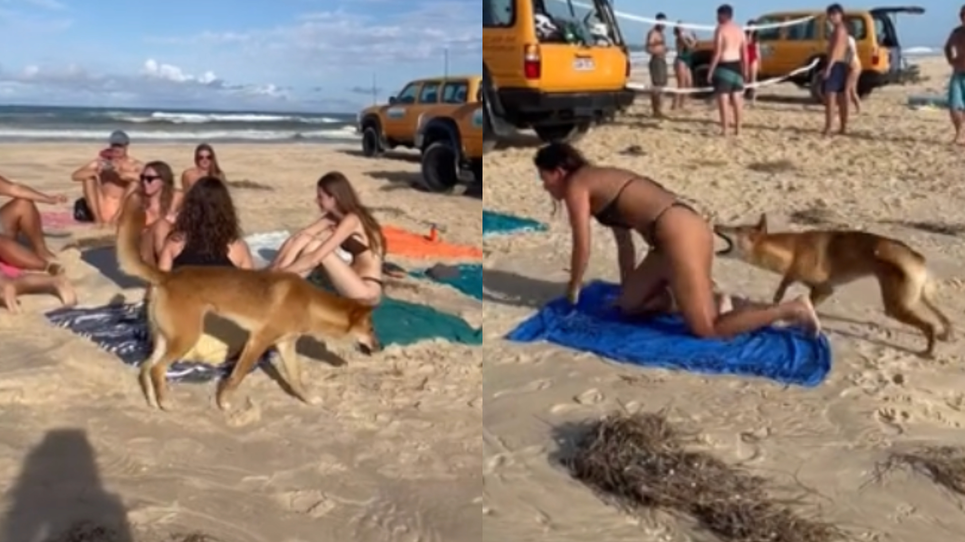 Turista recebe mordida de dingo no bumbum e vídeo viraliza; autoridades revelam desfecho do caso