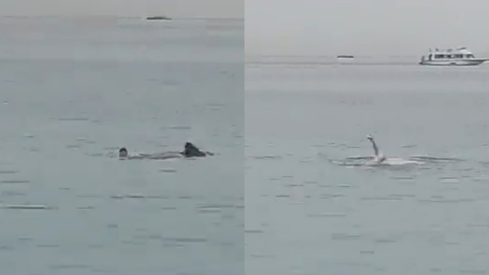 Vídeo flagra momento em que homem é devorado por tubarão no Egito; pai desabafa: “Tudo aconteceu em 20 segundos”