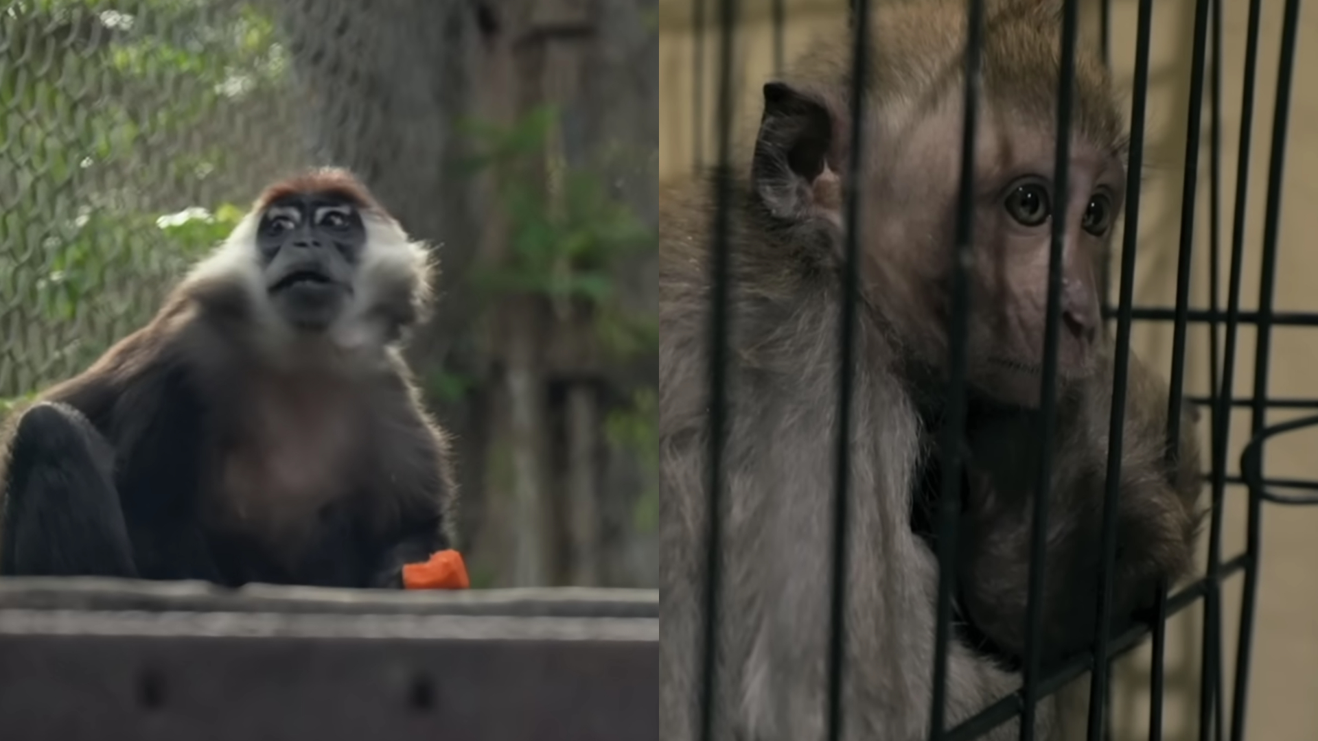 Rede internacional vendia vídeos de tortura de macacos pela web, e choca polícia com detalhes: “Ninguém estava preparado”