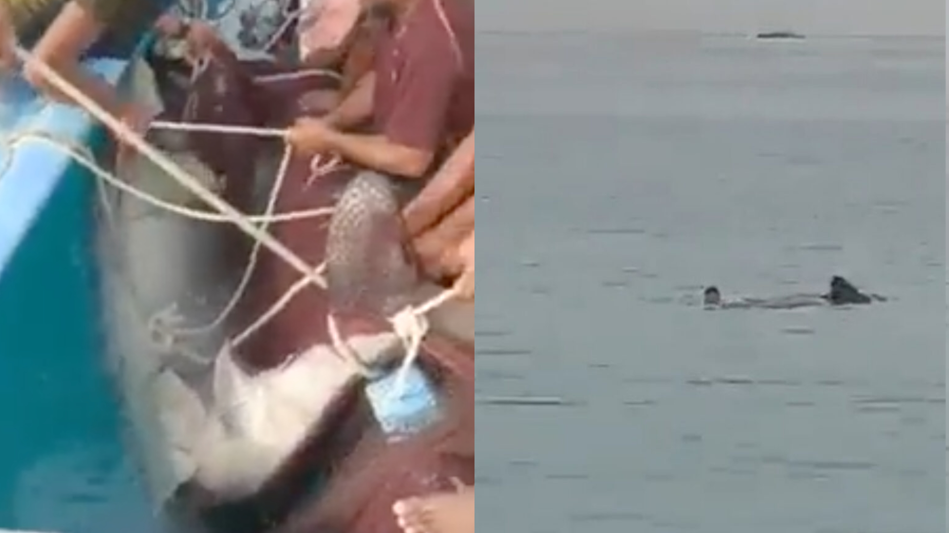 Vídeo mostra tubarão que devorou jovem de 23 anos sendo capturado e morto