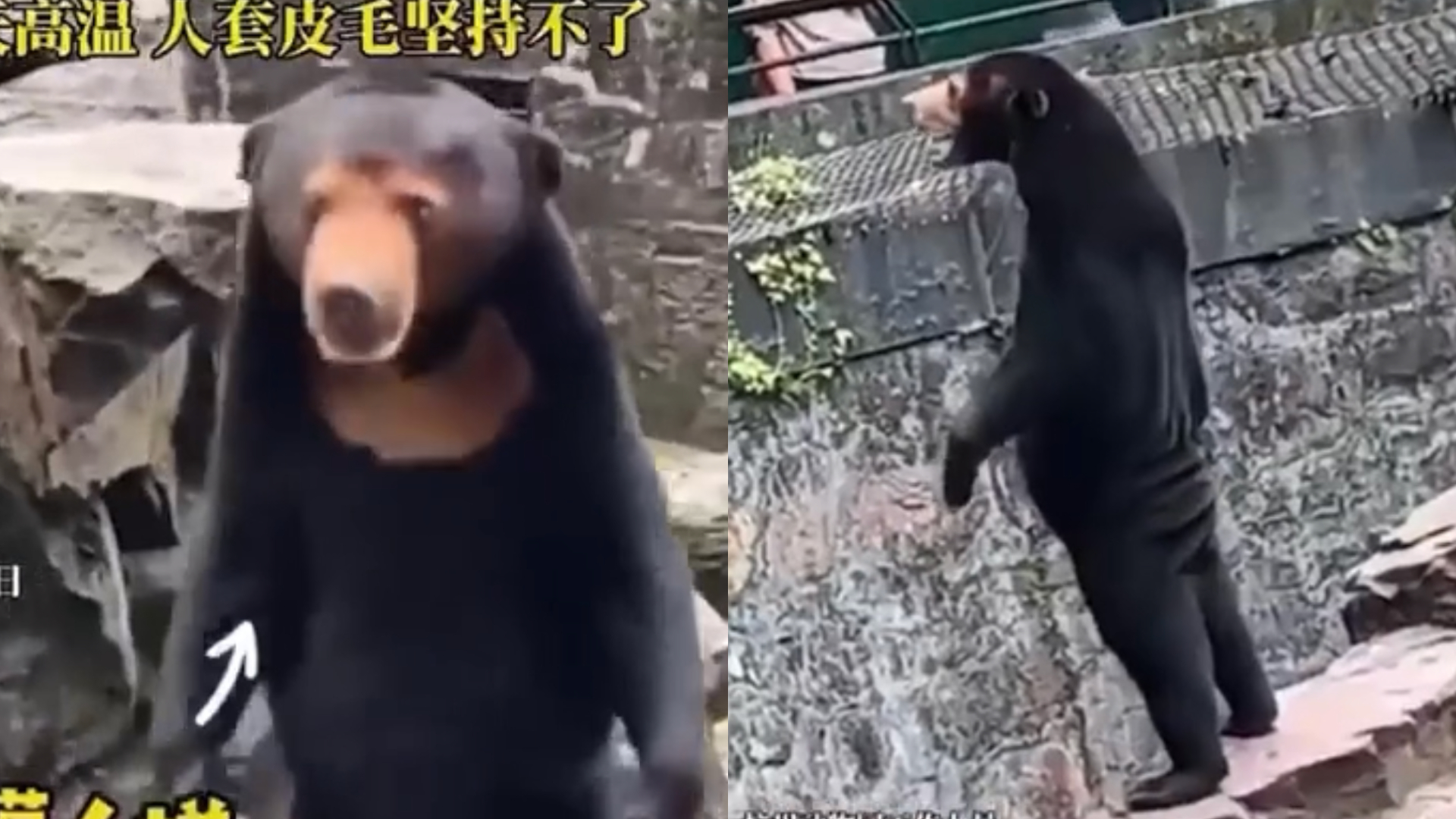 Zoológico chinês se pronuncia após rumores de que ursos do local são humanos fantasiados; veja fotos e vídeo