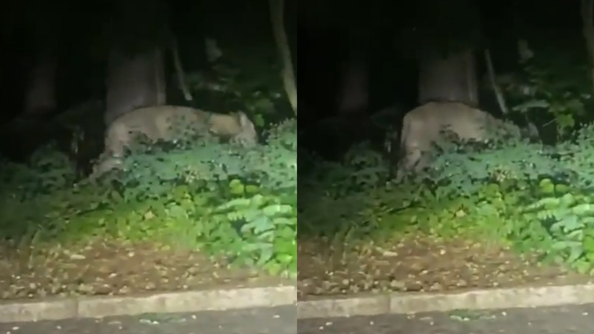 Moradores gravam suposta leoa solta em Berlim, e polícia faz apelo; assista