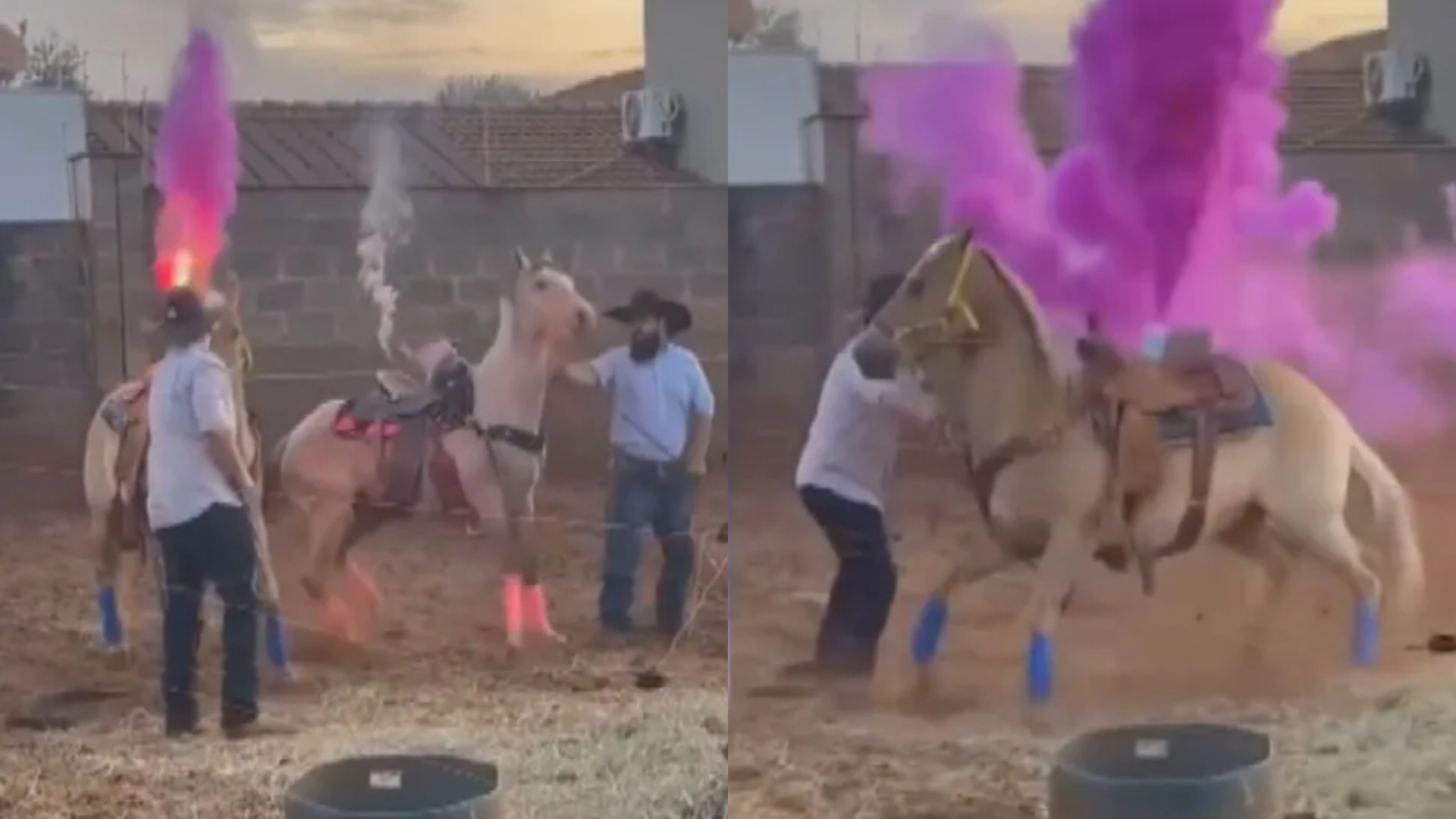Vídeo de chá revelação com cavalos em Goiás gera revolta, e polícia investiga maus-tratos