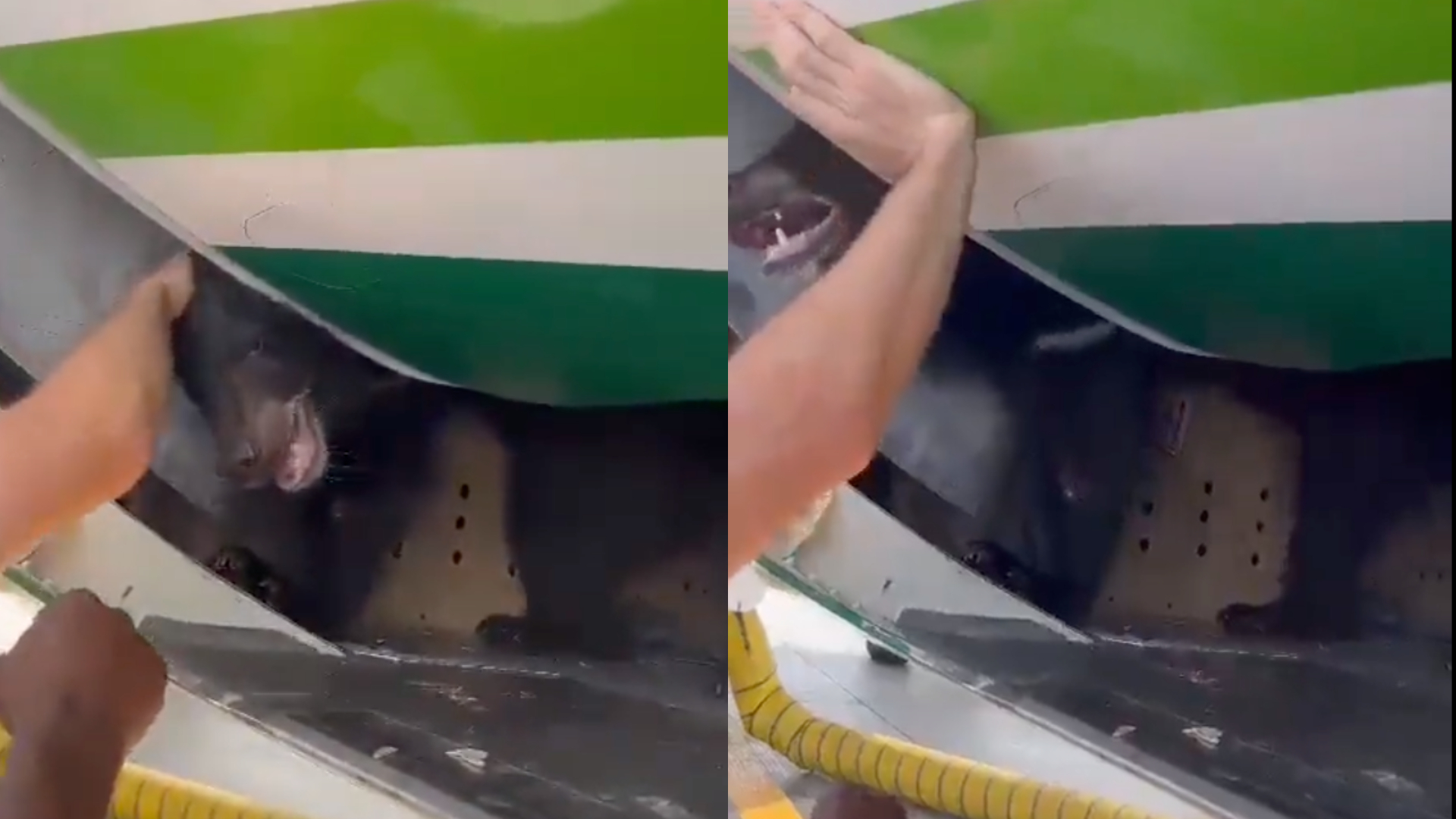 Vídeo: Urso escapa de caixa em bagageiro de avião em Dubai, e passageiros precisam deixar aeronave