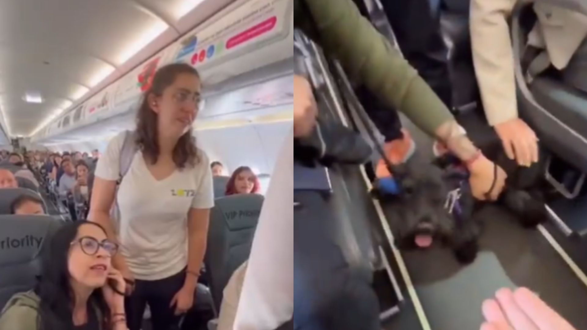 Vídeo: Passageira é retirada de voo e proibida de viajar com cachorro de apoio emocional e caso gera revolta na web; assista