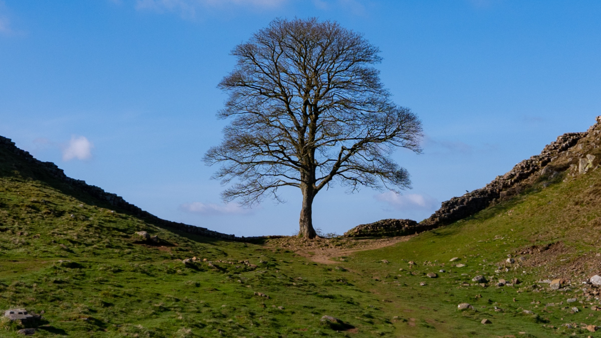 Jovem de 16 anos é detido após árvore de 200 anos “mais famosa do Reino Unido” ser derrubada