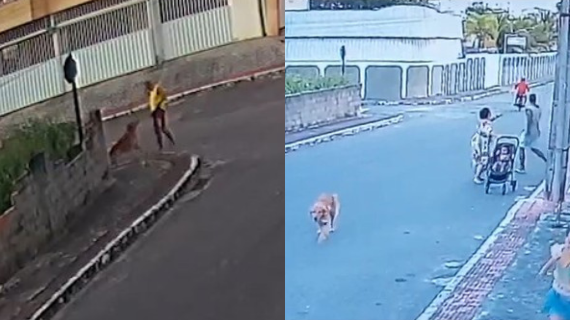 Vídeo mostra PM indo atrás de cachorro no ES antes de matá-lo: ‘Mirou para acertar’