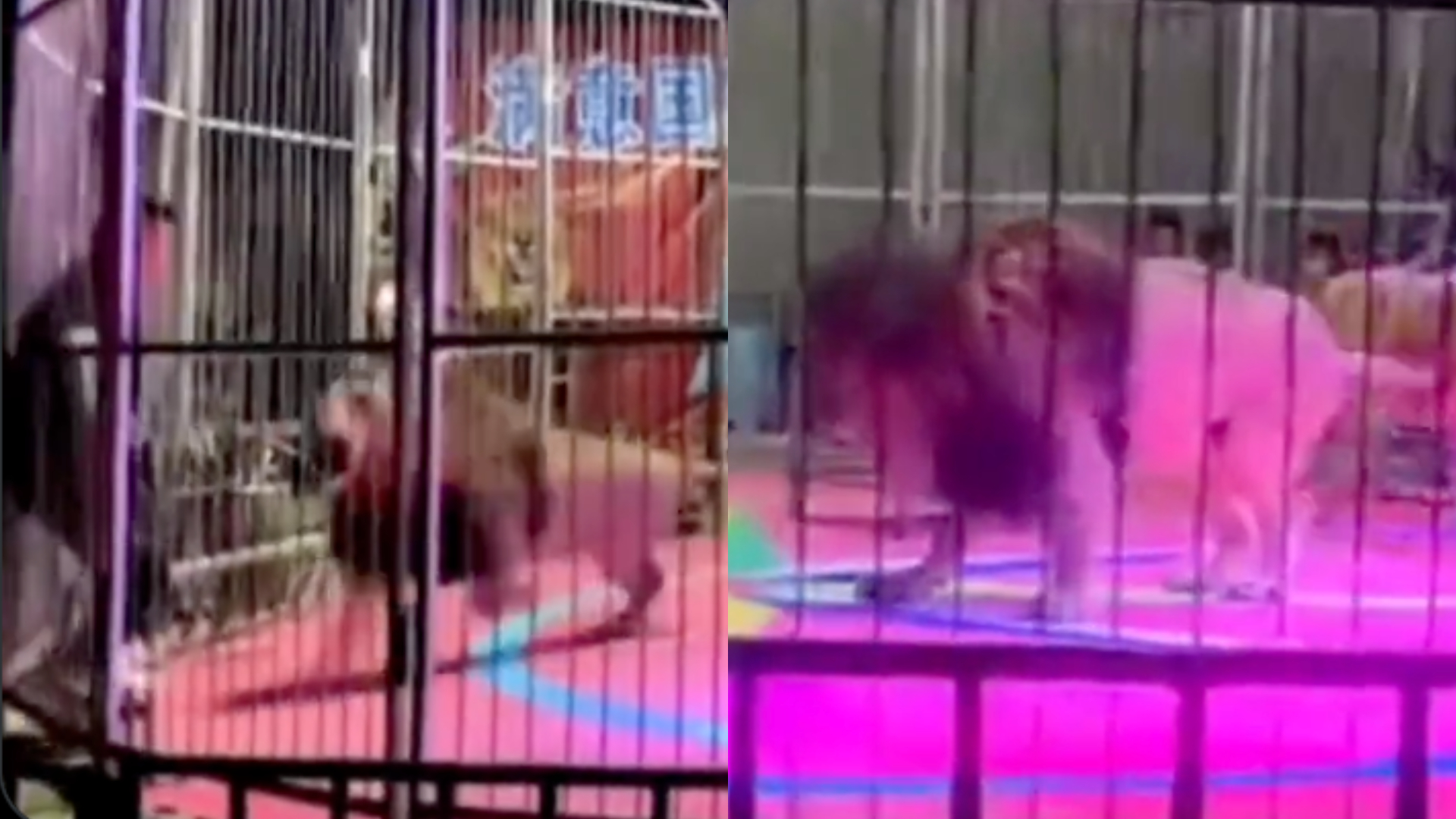 Vídeo mostra momento em que leão ataca treinador durante show de circo, na China