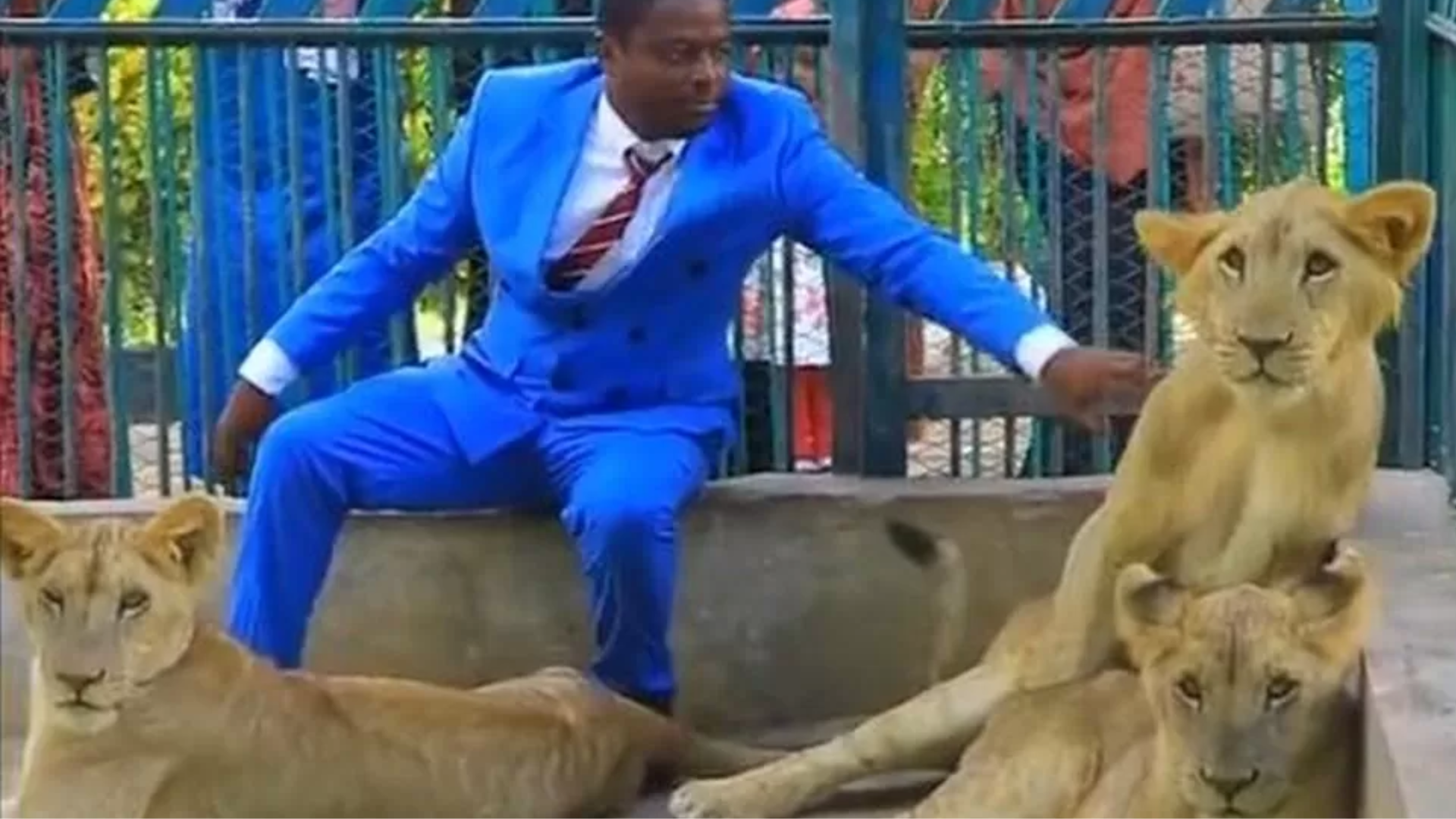 “Pastor” viraliza ao dividir jaula com leoas, e sua real identidade é revelada após repercussão; assista