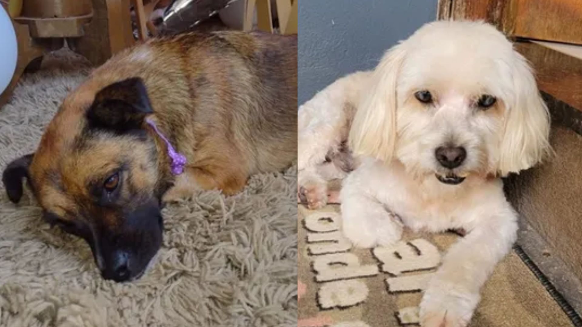 Cachorros morrem após serem esquecidos por funcionária dentro de carro de pet shop, em SP