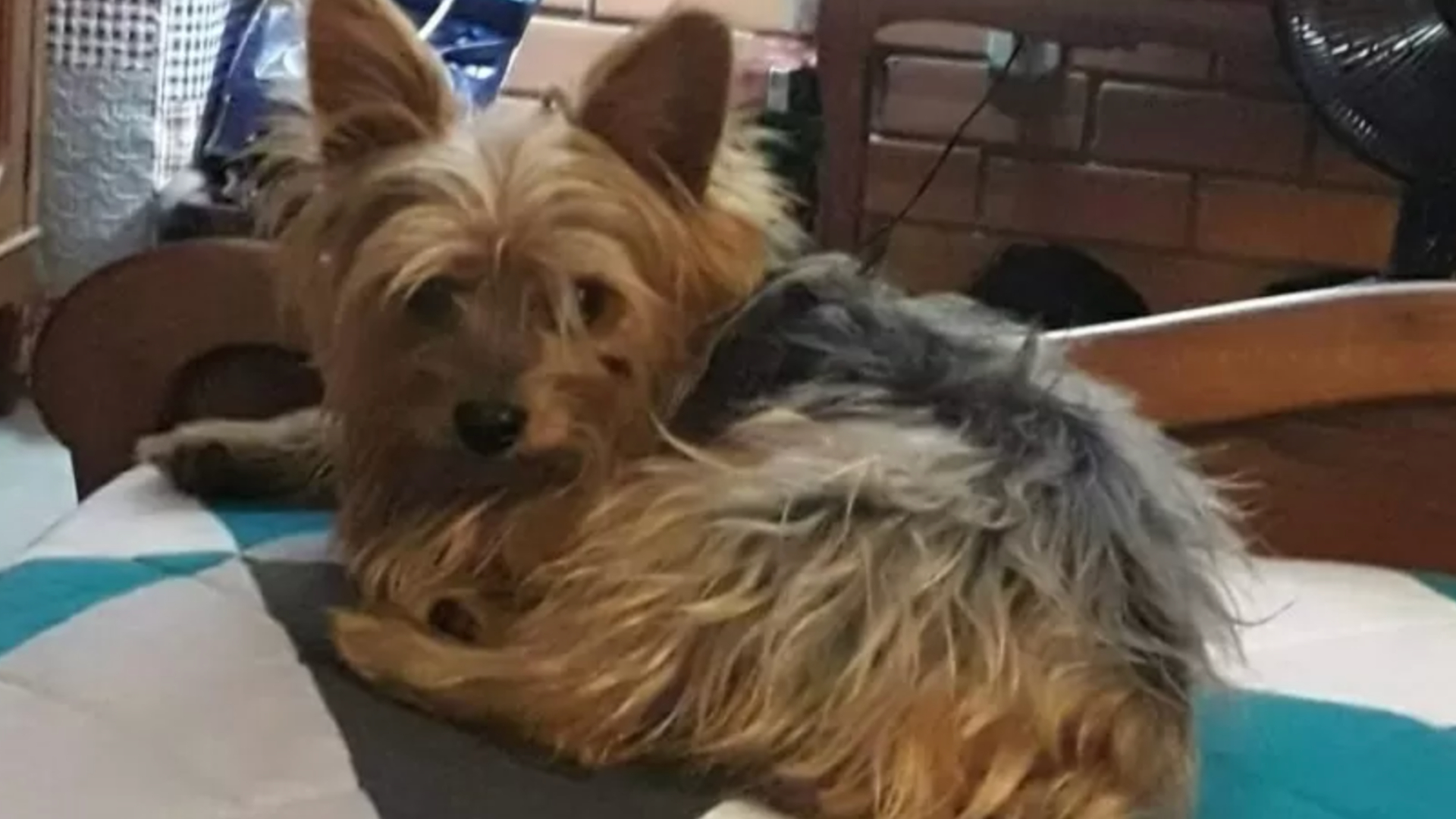 Cachorro é dado como morto por pet shop no RS, aparece vivo dias depois, e família se choca com descoberta