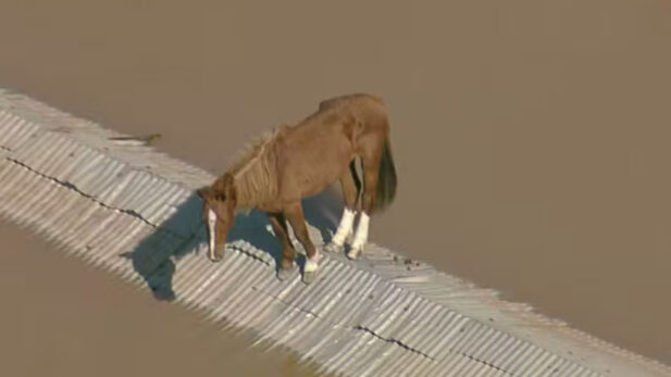 Cavalo 'Caramelo' é resgatado após ficar 'ilhado' em telhado no RS; assista