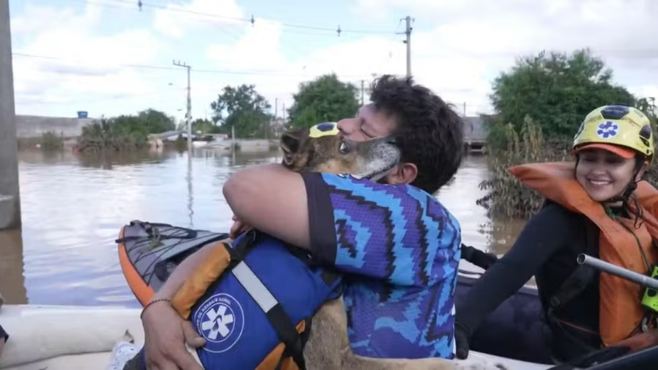 Voluntário encontra o próprio cão ilhado em resgate em Novo Hamburgo, RS, e momento emociona; assista