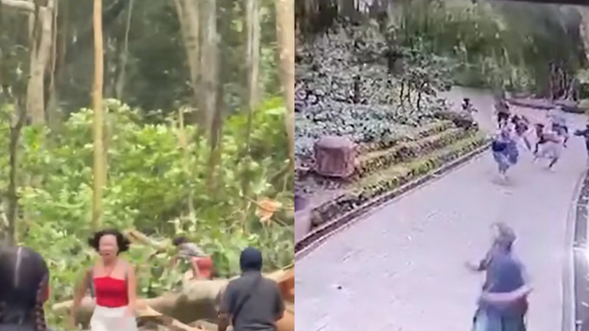 Vídeo: Turistas morrem após queda de árvore gigante, na Indonésia