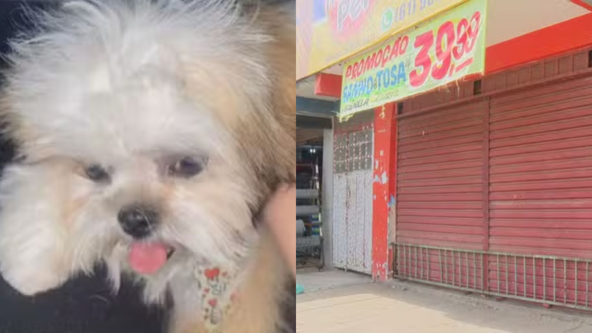 Vídeo: Cachorro de 8 meses morre durante tosa em pet shop no DF; imagens fortes