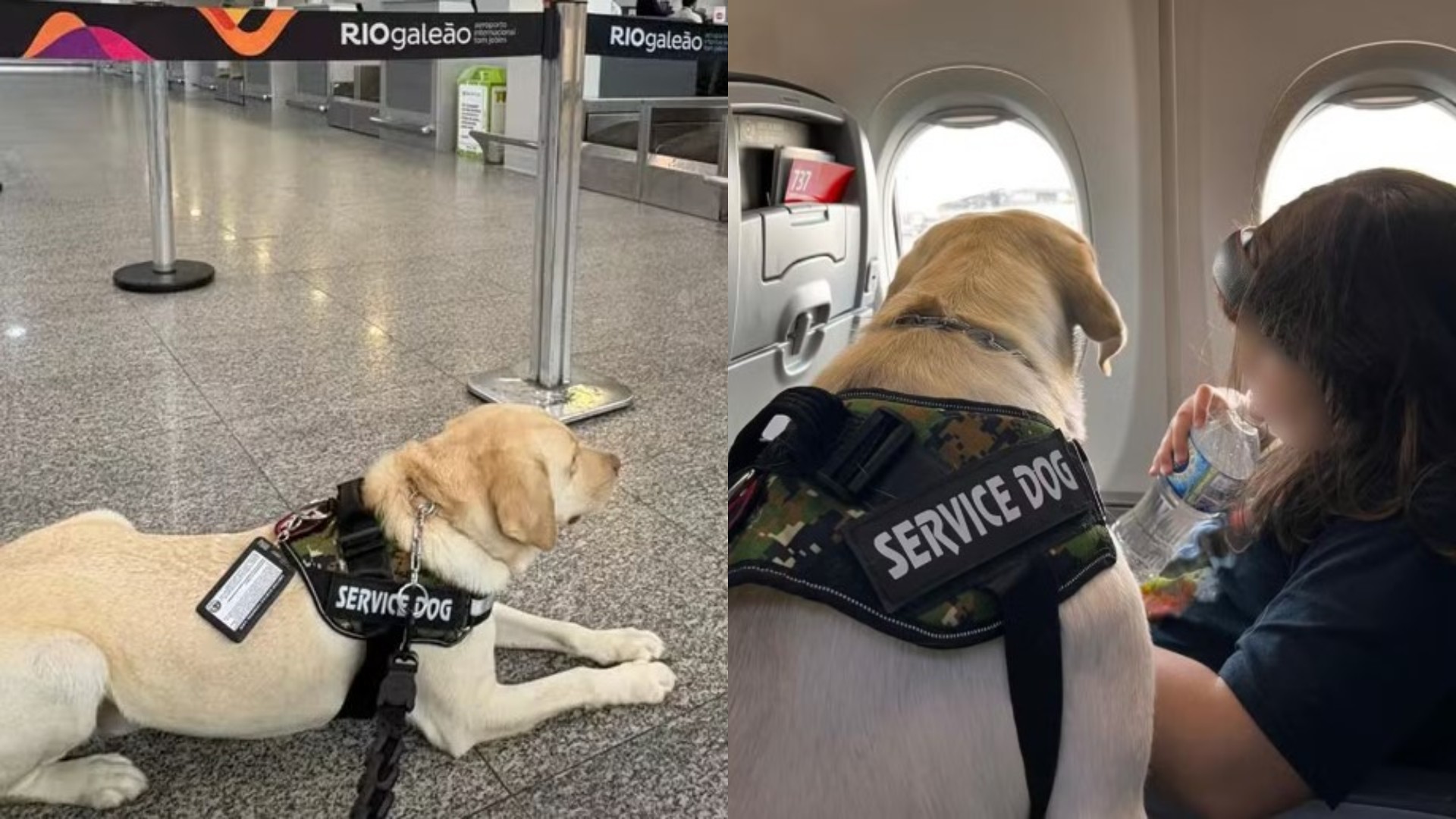 Companhia aérea se recusa, pela 2ª vez, a embarcar cão de serviço de criança autista, mesmo com ordem judicial