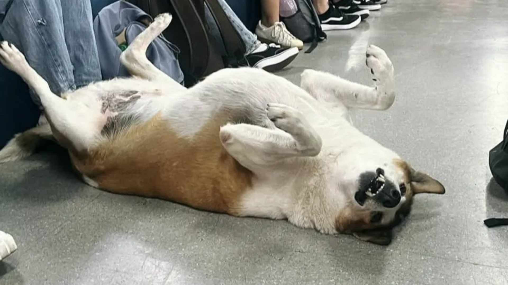 Cão Silveira da UFSM, que viralizou nas redes sociais, é internado e passa por cirurgia