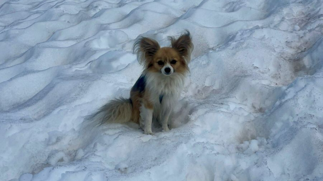 Atitude de chihuahua salva tutor que caiu em geleira na Suíça: “Herói de quatro patas”