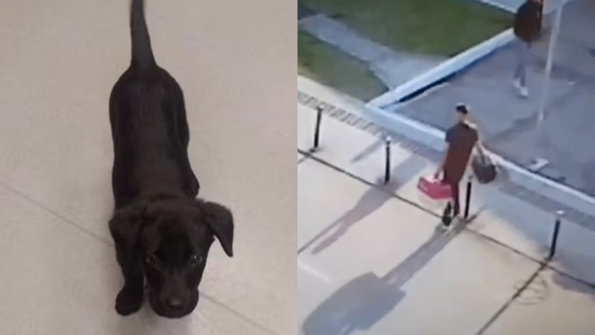 Vídeo: Homem abandona cachorro em estacionamento de aeroporto de SC após recusa de embarque com pet; polícia revela destino do animal