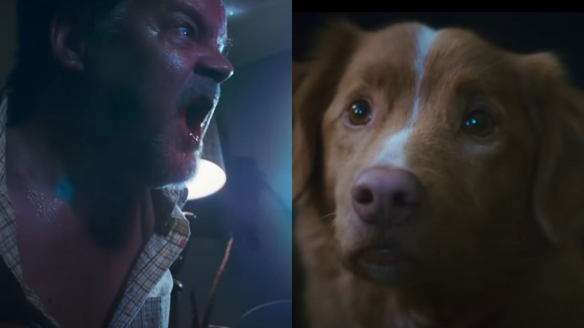 Good Boy: De cortar o coração? Cachorro que vê assombrações precisa salvar o dono em novo terror; assista ao trailer