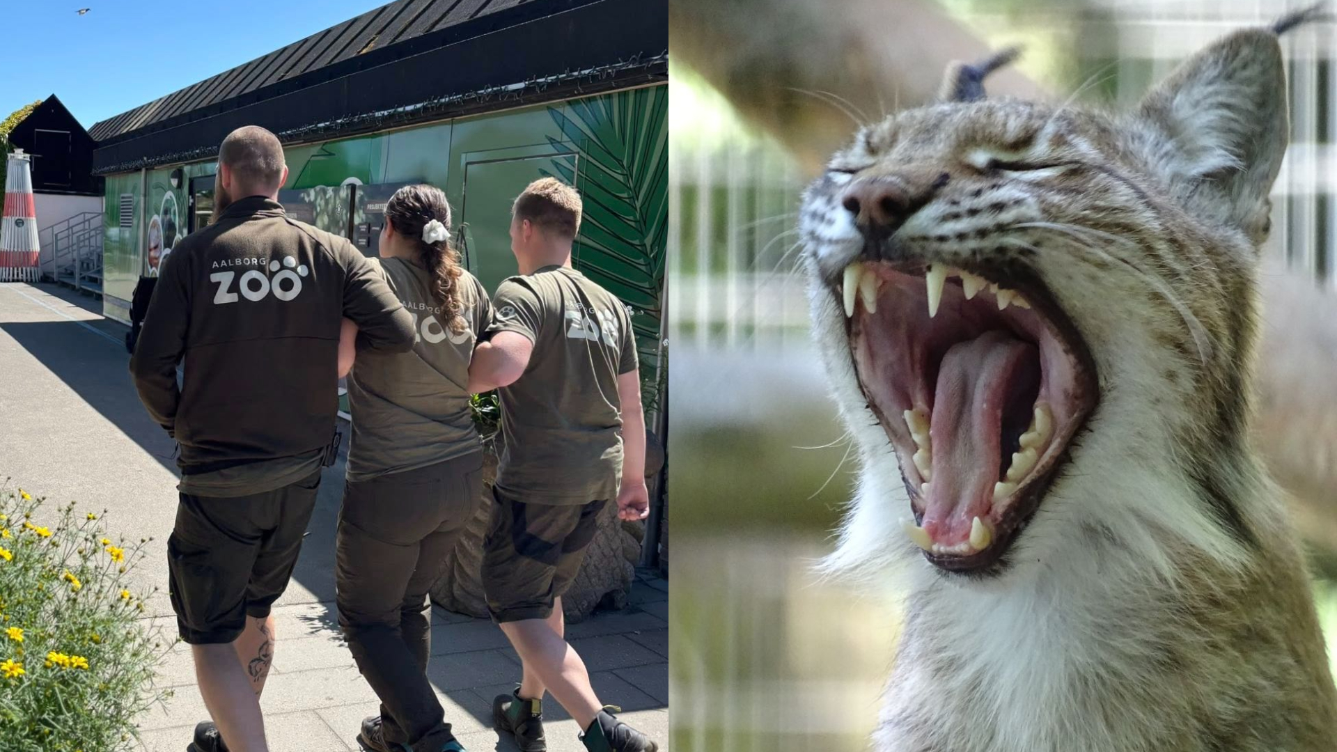 Zoológico na Dinamarca causa revolta ao pedir doação de pets saudáveis do público para alimentar predadores