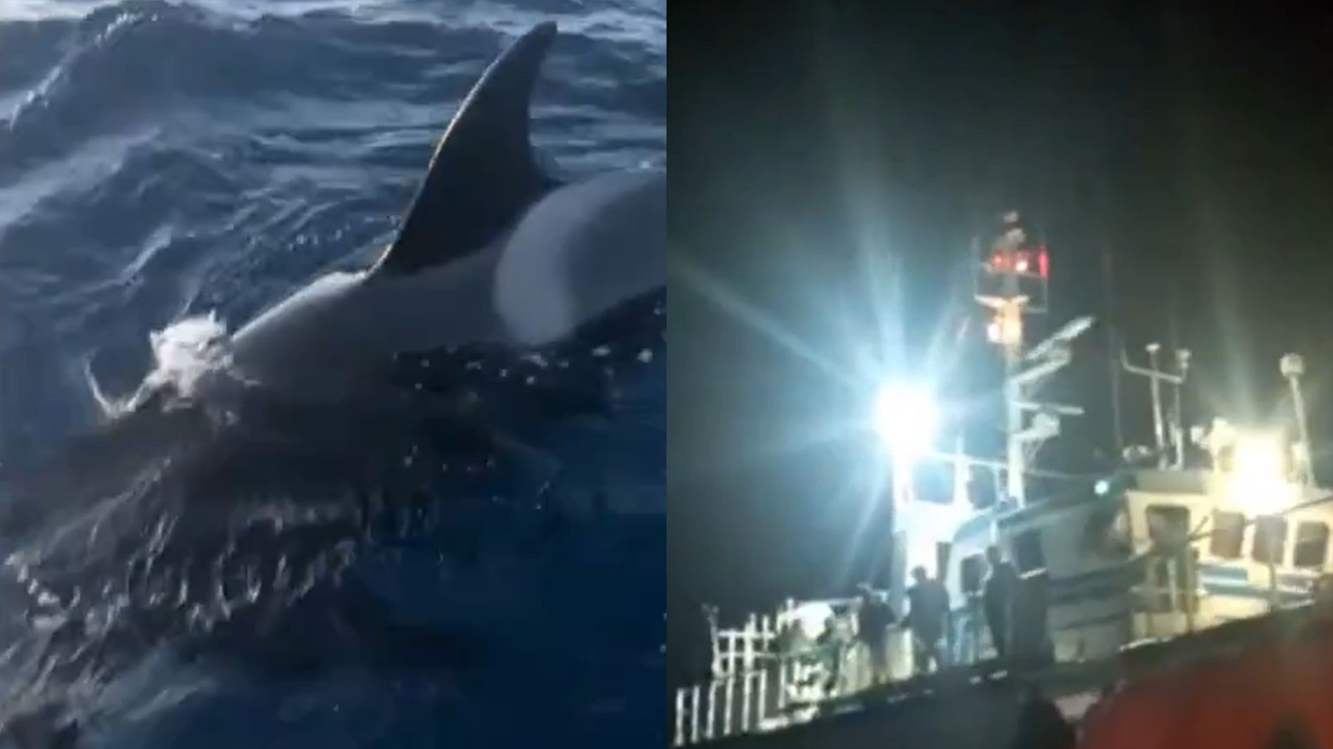 Vídeo: Grupo de orcas afunda barco de família francesa em viagem pelo Atlântico Vídeo: Grupo de Orcas afunda barco de família francesa em viagem pelo Atlântico (Foto: Reprodução/ BFMTV)